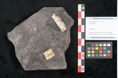 Foto (Objekt + Etikett) von Annularia sp.  (NHMW-GEO-2024-0188-11174)